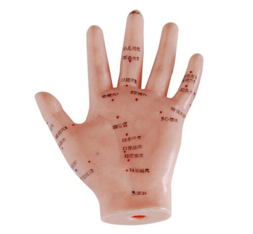 Hand Acupuncture Model 13CM