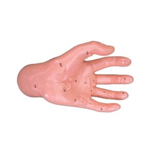 Hand model Illustrating organs on the points