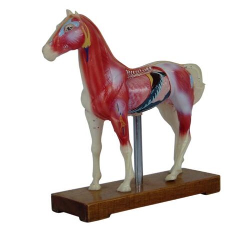 Horse Acupuncture Model