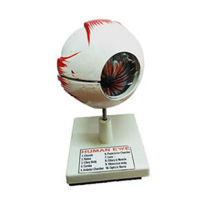 Human Eye Model