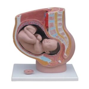 Human Female Pelvis Section