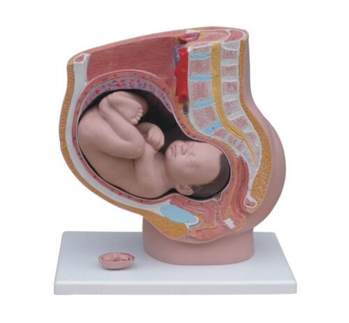 Human Female Pelvis Section