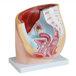 Human Female Pelvis Section