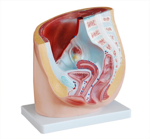 Human Female Pelvis Section