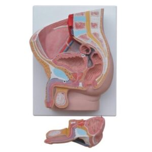 Human Male Pelvis Section