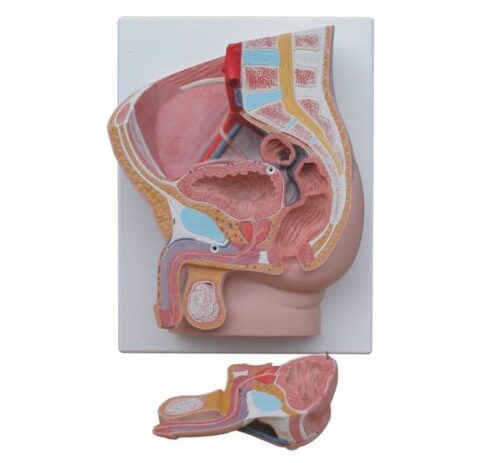 Human Male Pelvis Section
