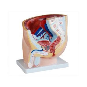 Human Male Pelvis Section