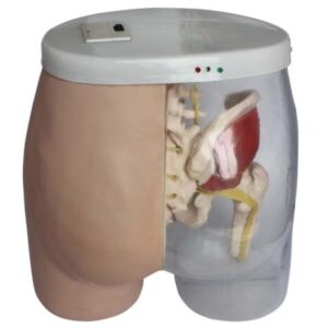 Intramuscular Injection Model