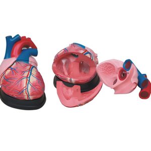 Jumbo Heart Model