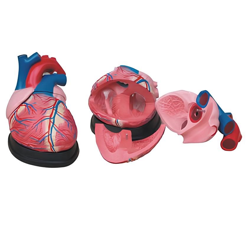 Jumbo Heart Model