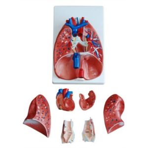 Larynx, Heart and Lung Model
