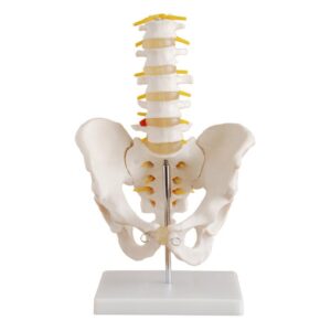 Life-Size Pelvis with 5pcs Lumbar Vertebrae