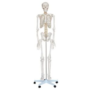Life-Size Skeleton 180cm Tall