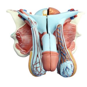 Male Genital Organ Model