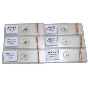 Meiosis Permanent Slide
