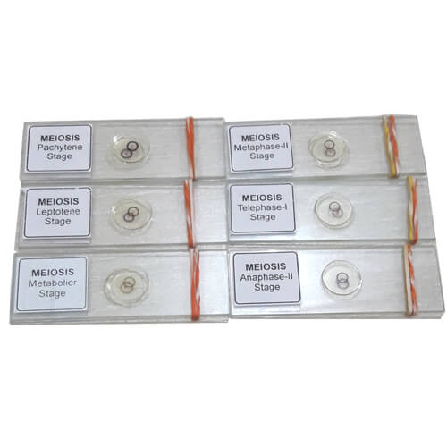 Meiosis Permanent Slide