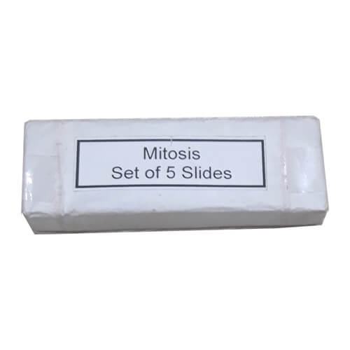 Mitosis Permanent Slide 1 Set - Image 2