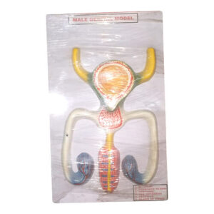 Male Genital Model Life Size