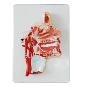 Model of the Head