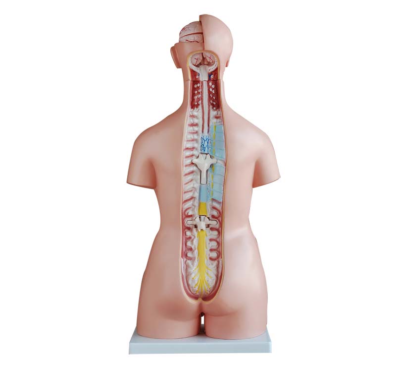 XC-208 85CM Unisex Torso 40 Parts - Image 3