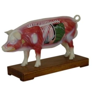 Pig Acupuncture Model