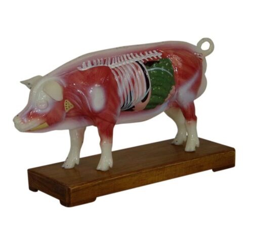 Pig Acupuncture Model