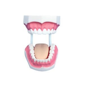 Teeth Model