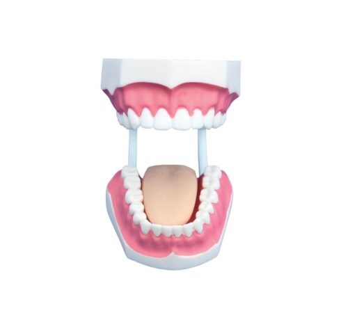 Teeth Model