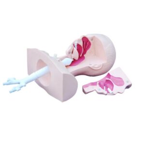 Suction Training Model