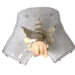 Transparent Female Urethral Catheterization Simulator