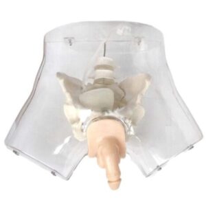 Transparent Male Urethral Catheterization Simulator