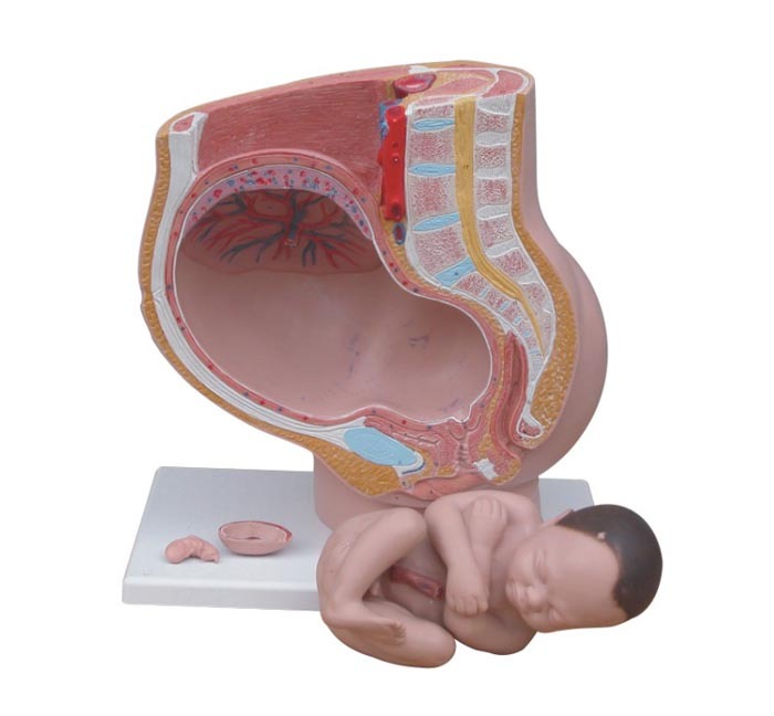 Human Female Pelvis Section - Image 2
