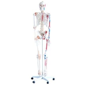 XC-101A Skeleton with Muscles and Ligaments 180cm Tall