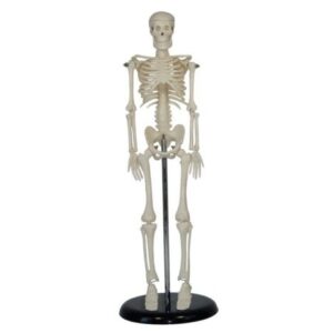 XC-103 45CM Mini Skeleton
