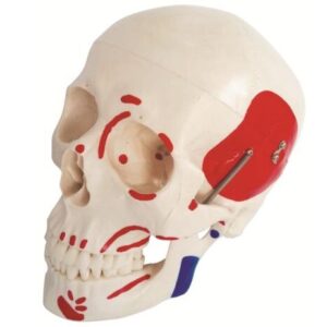 XC-104B Life-Size Skull with Painted Muscles