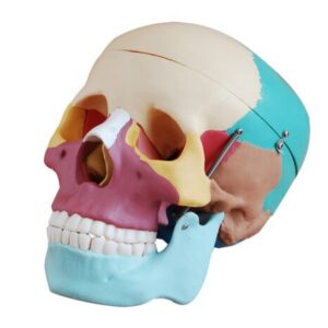 XC-104C Life-Size Skull with Colored Bones