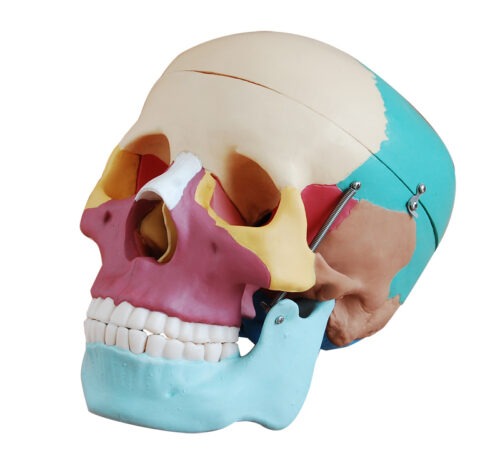 XC-104C Life-Size Skull with Colored Bones