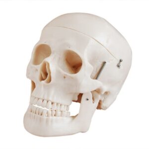 XC-104D Deluxe Life-Size Skull Style D