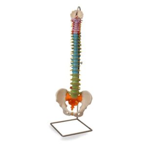 XC-105C Didactic Flexible Vertebral Column with Pelvis