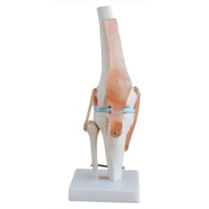 XC-111 Life-Size Knee Joint