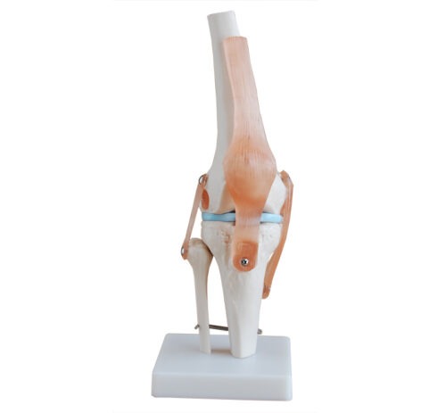 XC-111 Life-Size Knee Joint