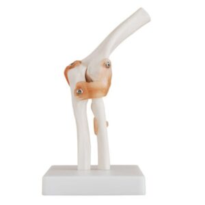 XC-112 Life-Size Elbow Joint