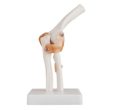 XC-112 Life-Size Elbow Joint