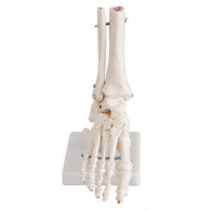 XC-113 Life-Size Foot Joint