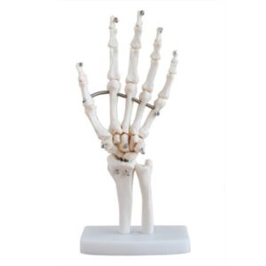 XC-114 Life-Size Hand Joint