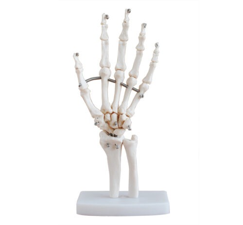 XC-114 Life-Size Hand Joint