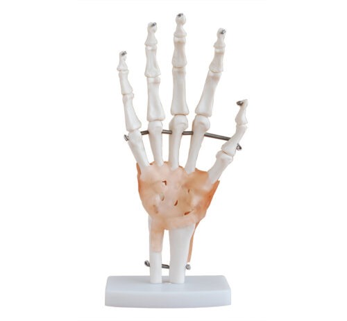 XC-114A Life-Size Hand Joint with Ligaments