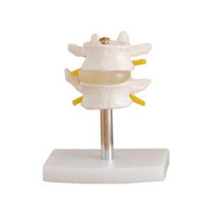 XC-116 Lumbar Set(2 pcs)