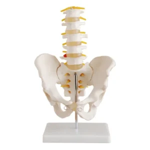XC-117 Lumbar Set (3 pcs)