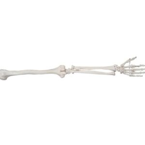 XC-121 Life-Size Upper Extremity